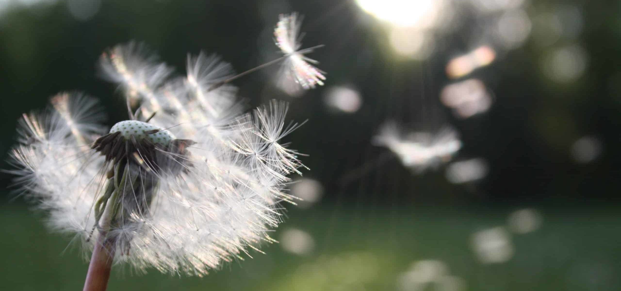 You are currently viewing L’hypnose peut-elle être une solution efficace pour atténuer ou éliminer les allergies ?